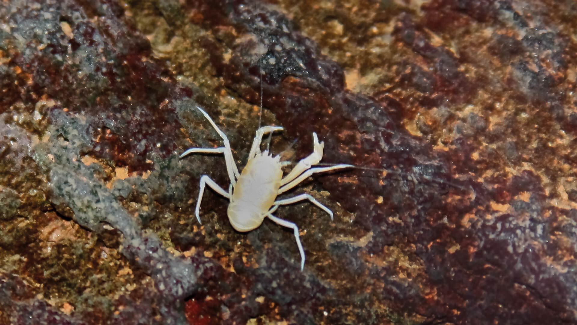 der blinde Albino-Krebs
