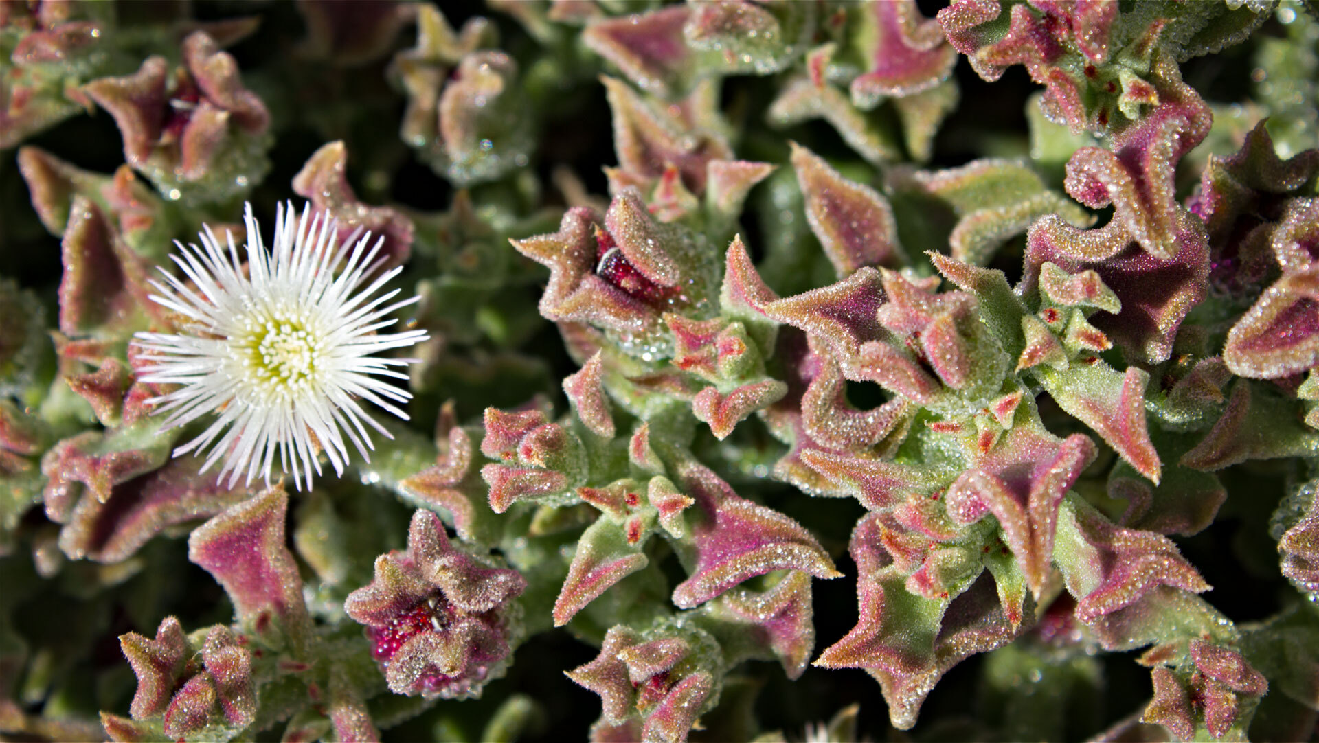 Eiskraut (Mesembryanthemum crystallinum)