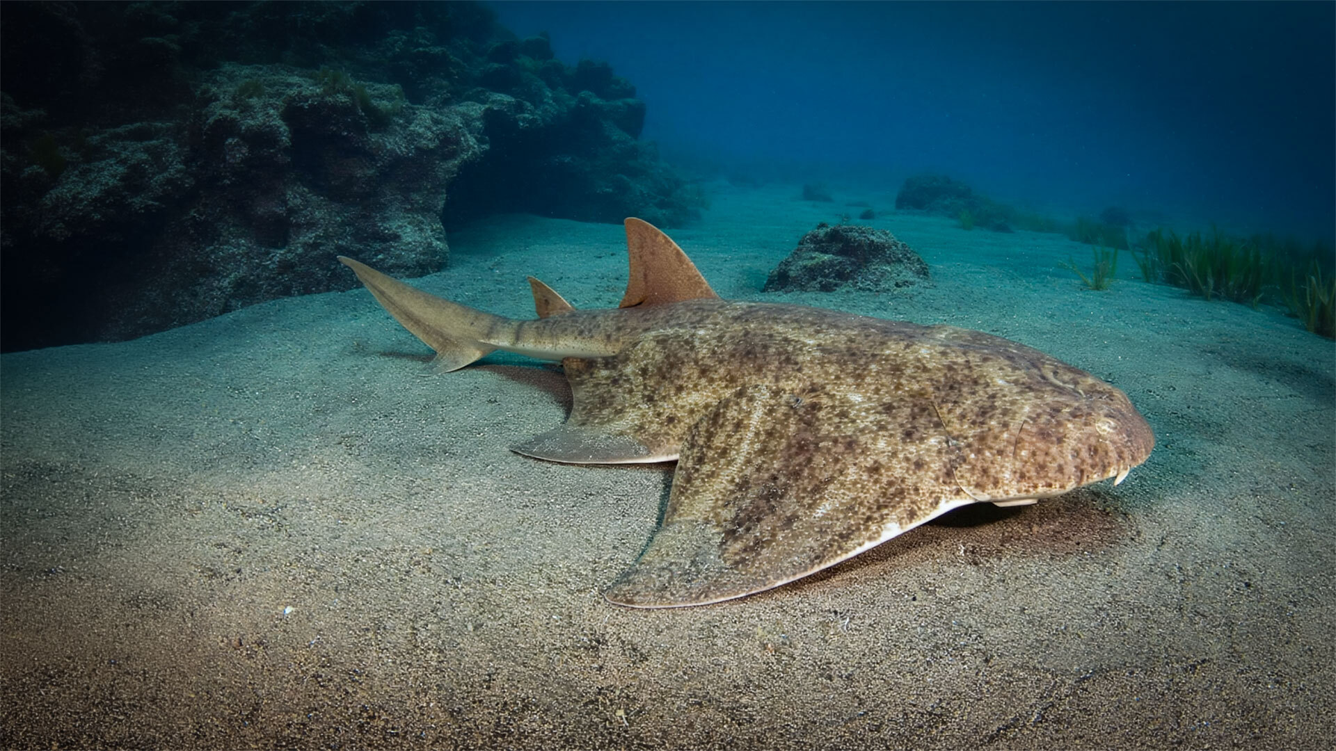 Engelshaie überwintern auf den sandigen Unterwassergründen rund um La Graciosa