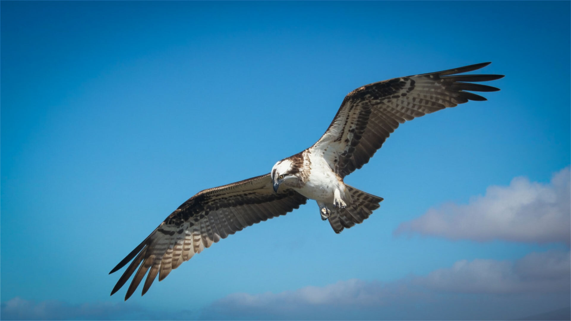 Fischadler (Pandion haliaetus)