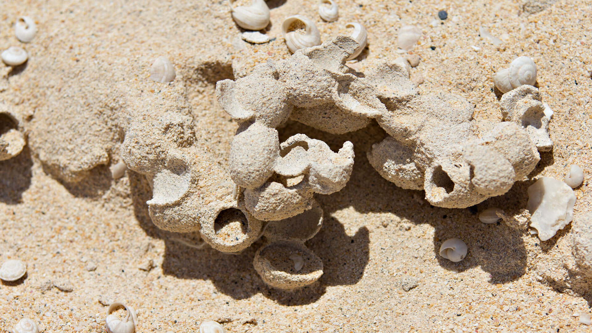 Fossile Anthophorennester