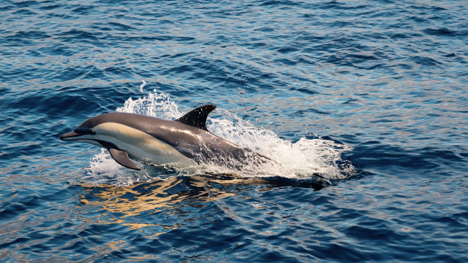 Gemeiner Delfin (Delphinus delphis)