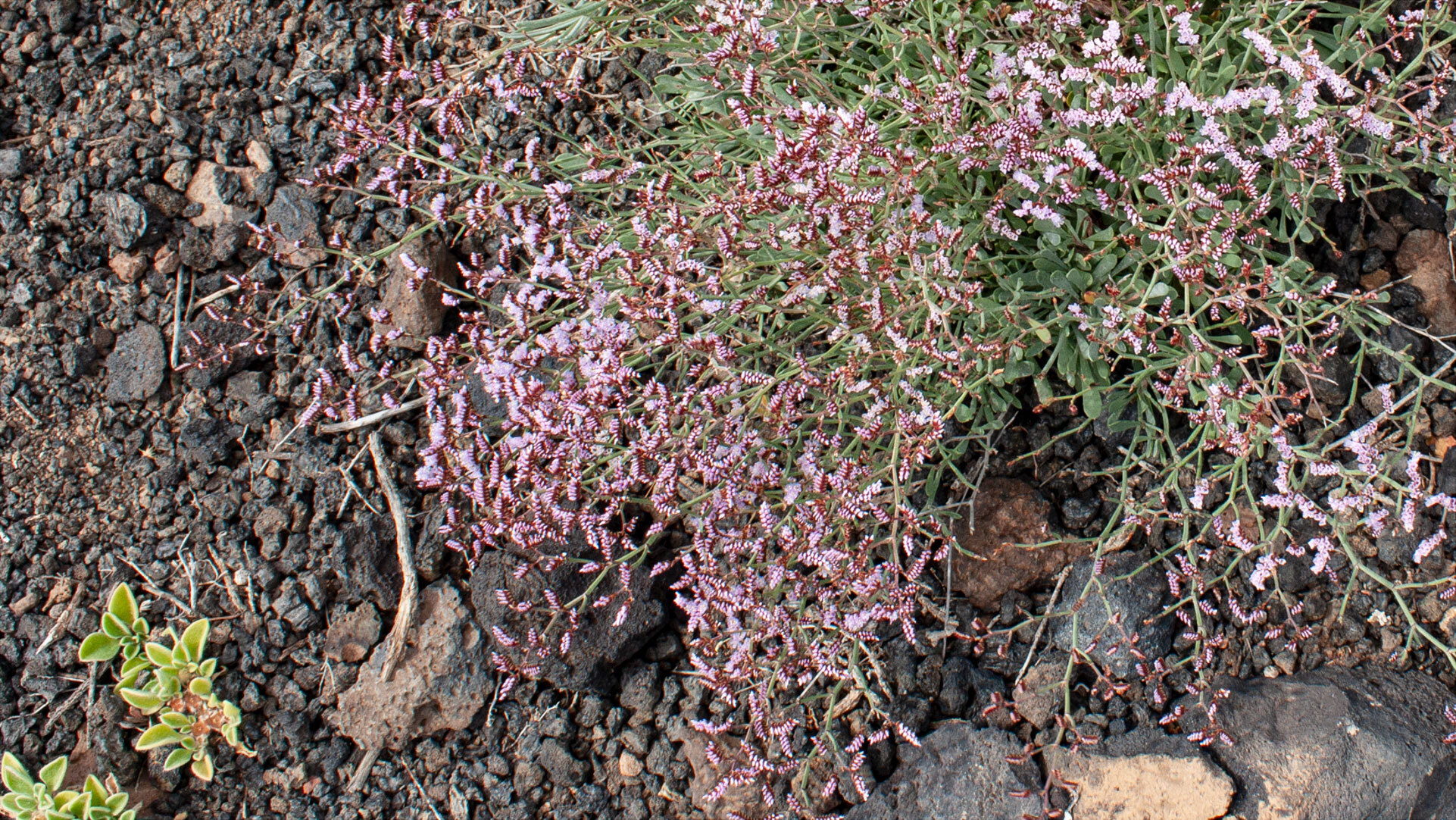 Kammförmiger Strandflieder (Limonium pectinatum)