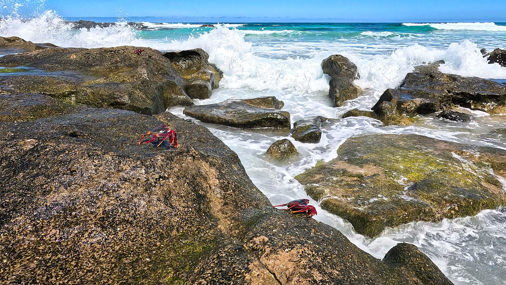 Rote Felsenkrabben an der Playa del Ámbar
