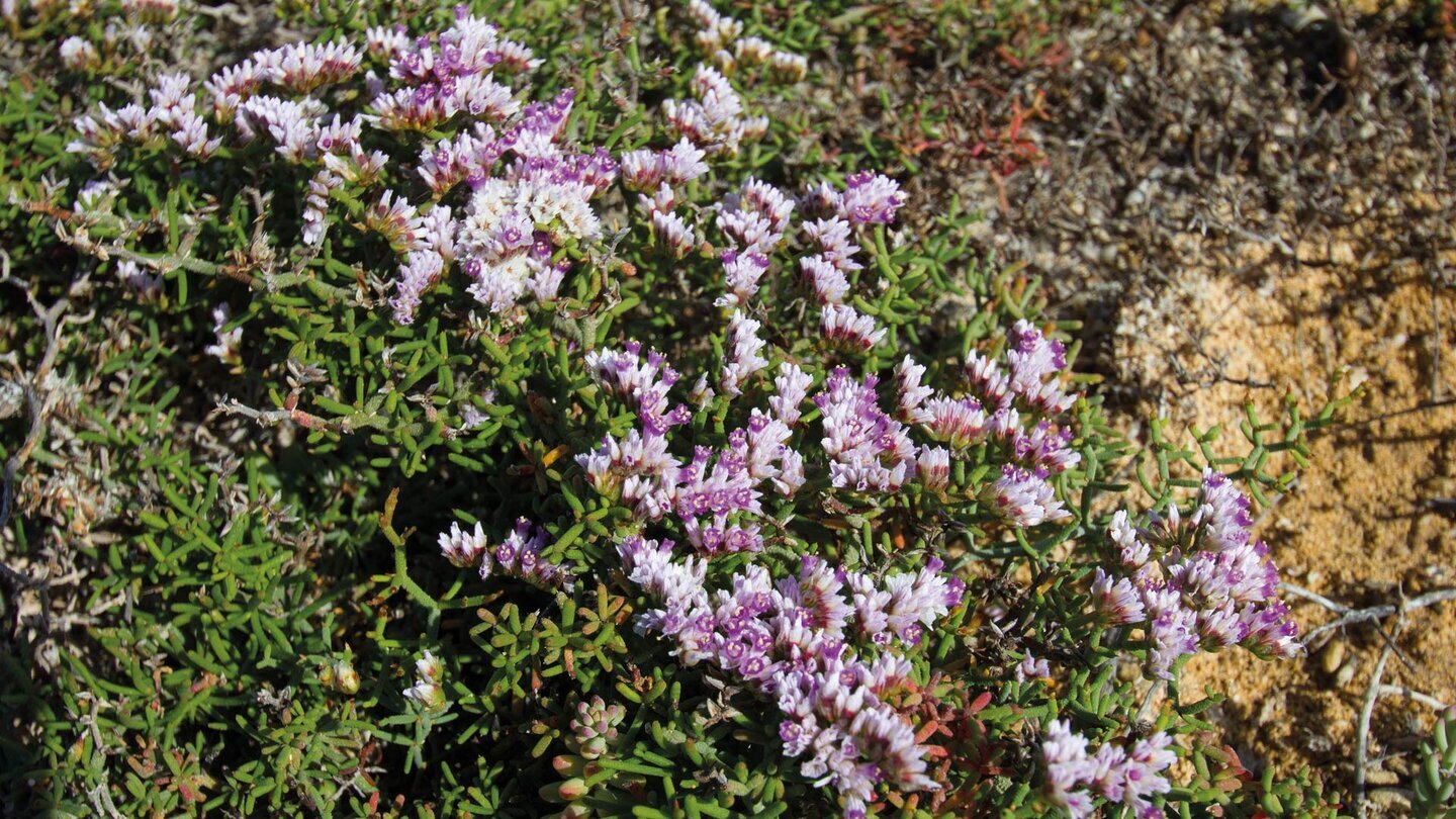 Frühlingsblüte auf La Graciosa