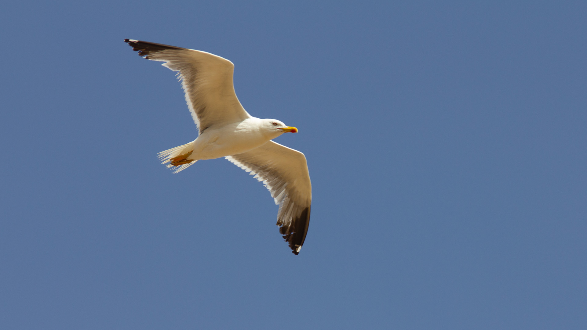 Mittelmeermöwe (Larus michahellis)