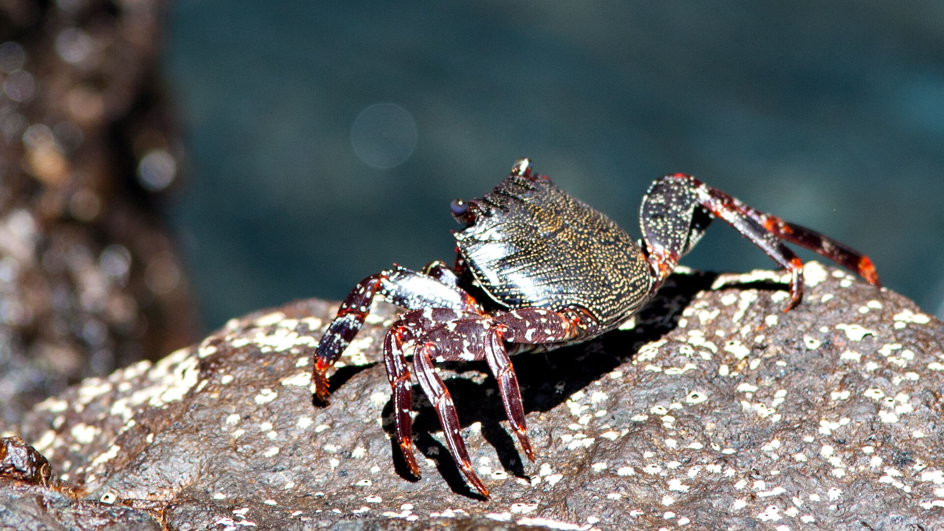 Rote Felsenkrabbe (Grapsus adscensionis)