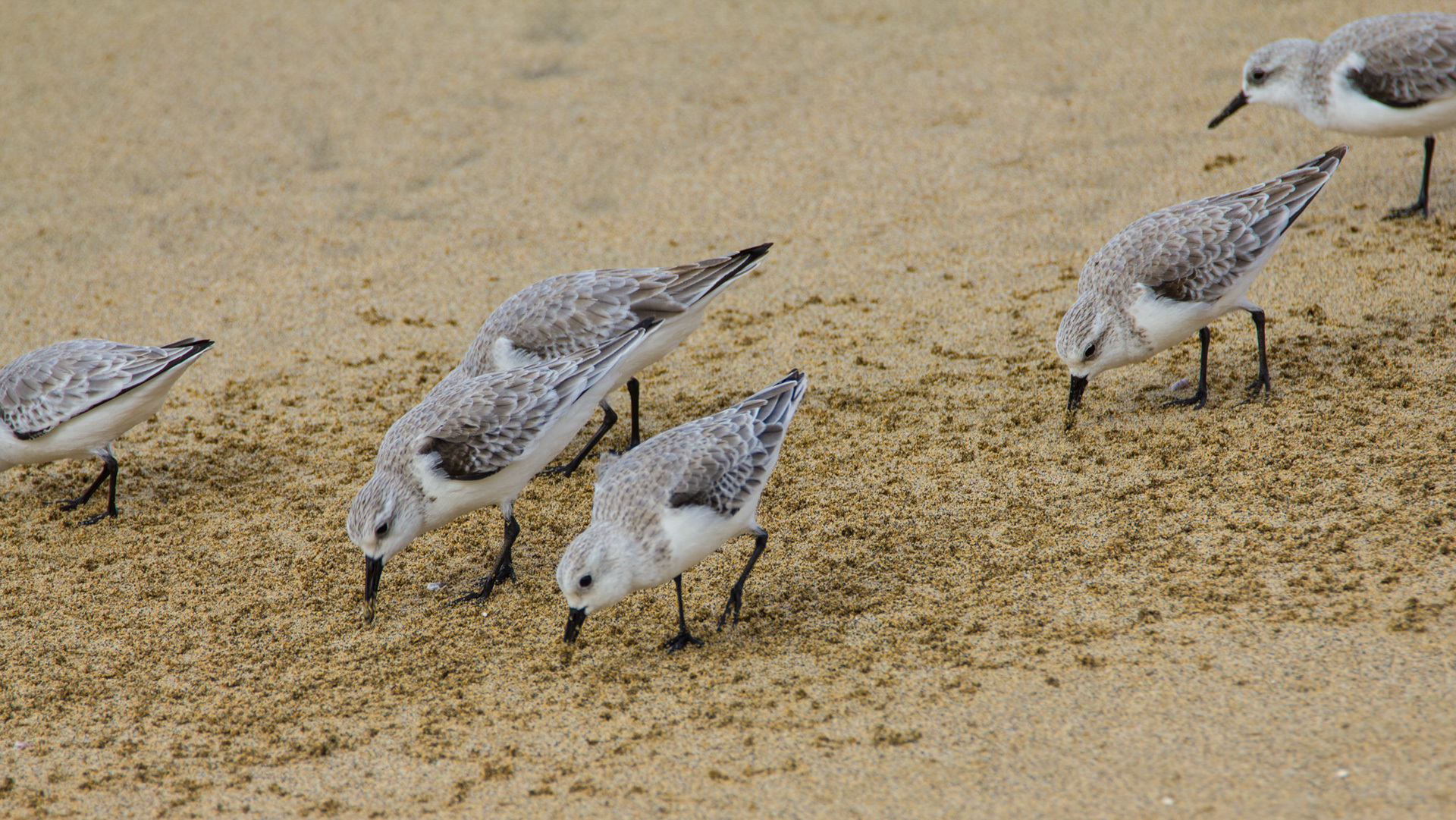 Sanderlinge (Calidris alba) sind Wintergäste auf La Graciosa