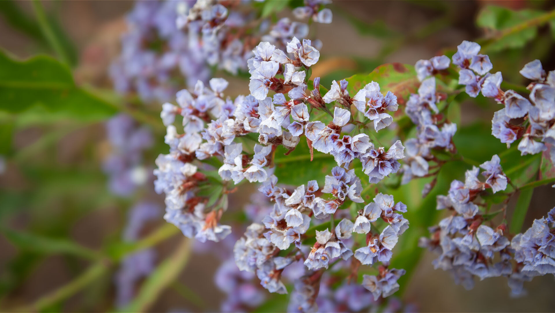 Perez-Strandflieder (Limonium perezii)