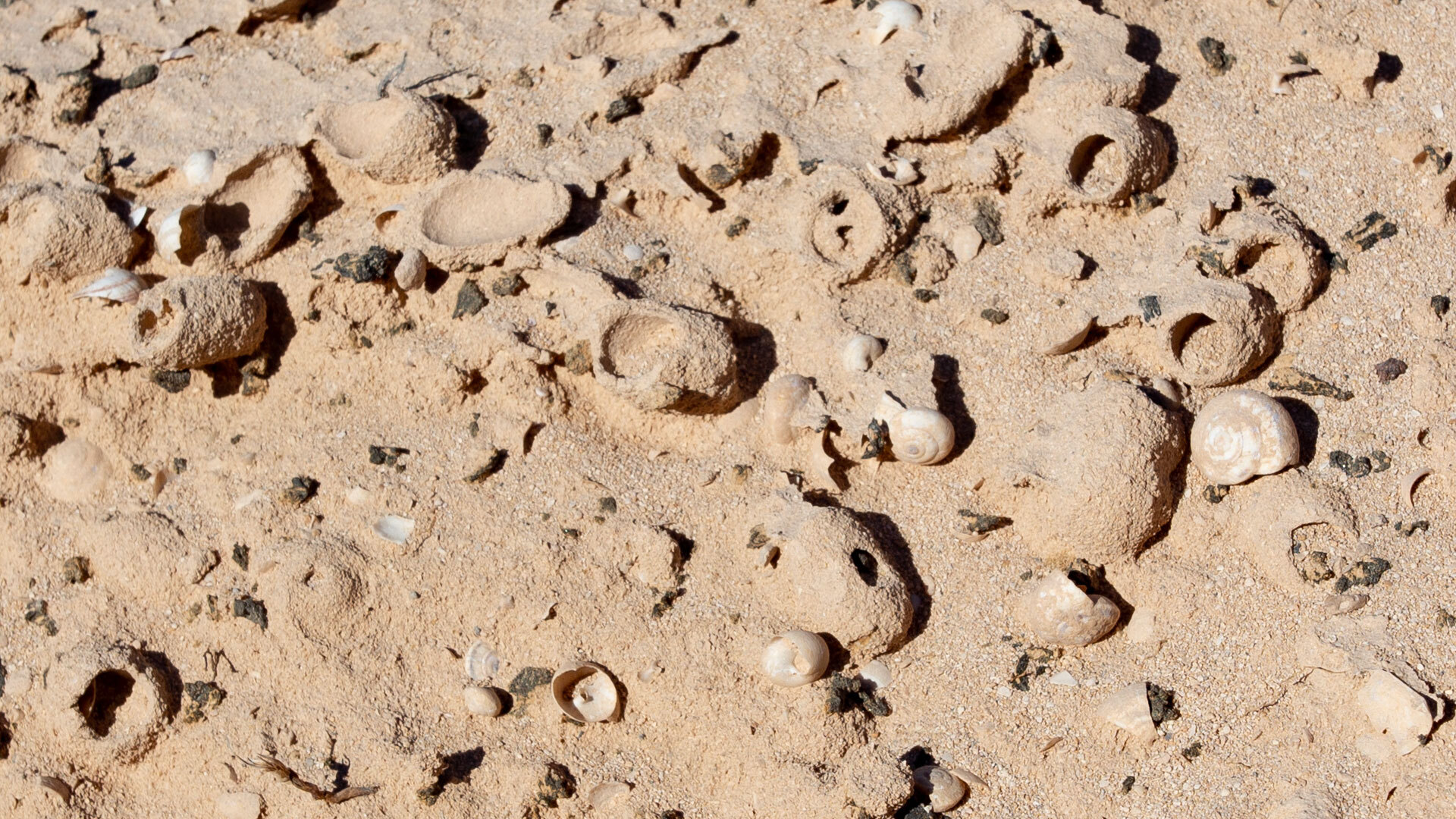 Schnecken, Muscheln und Fossilien