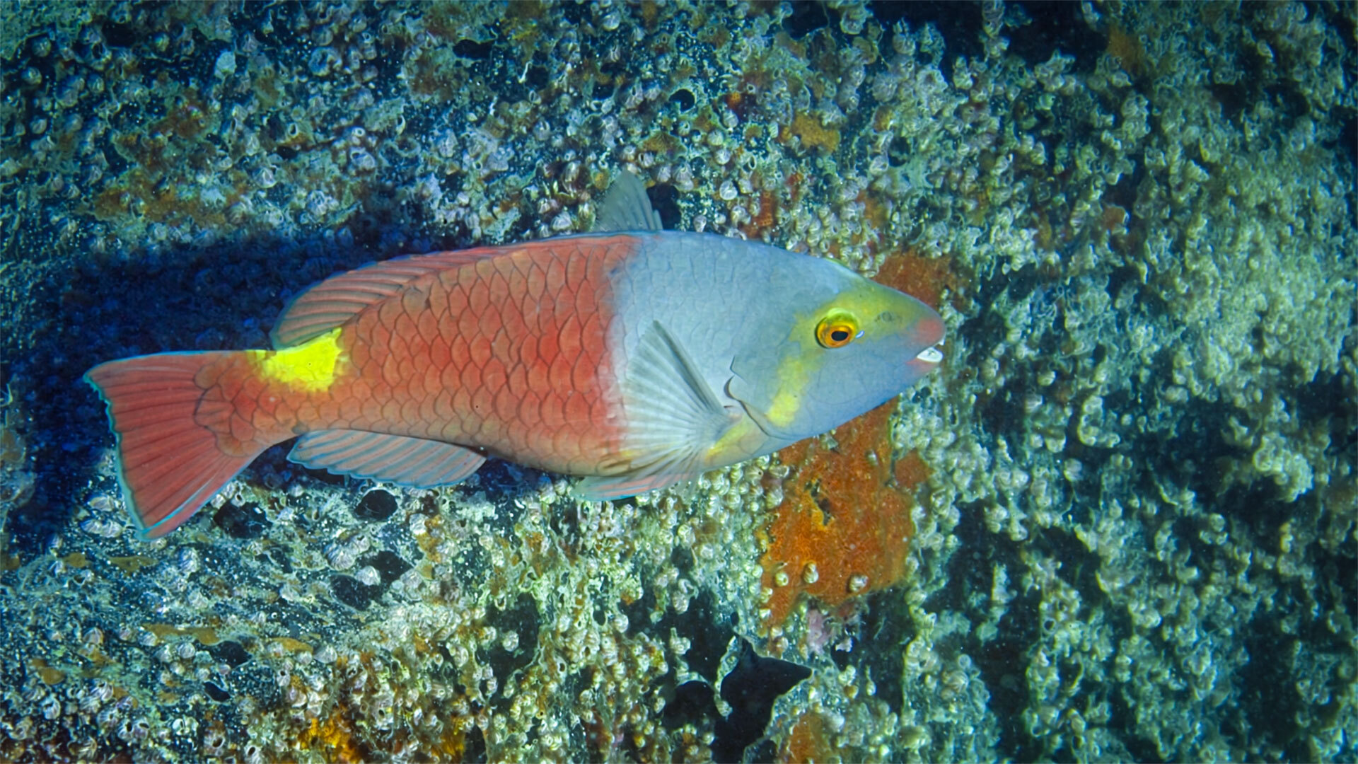 Europäischer Papageifisch – Vieja