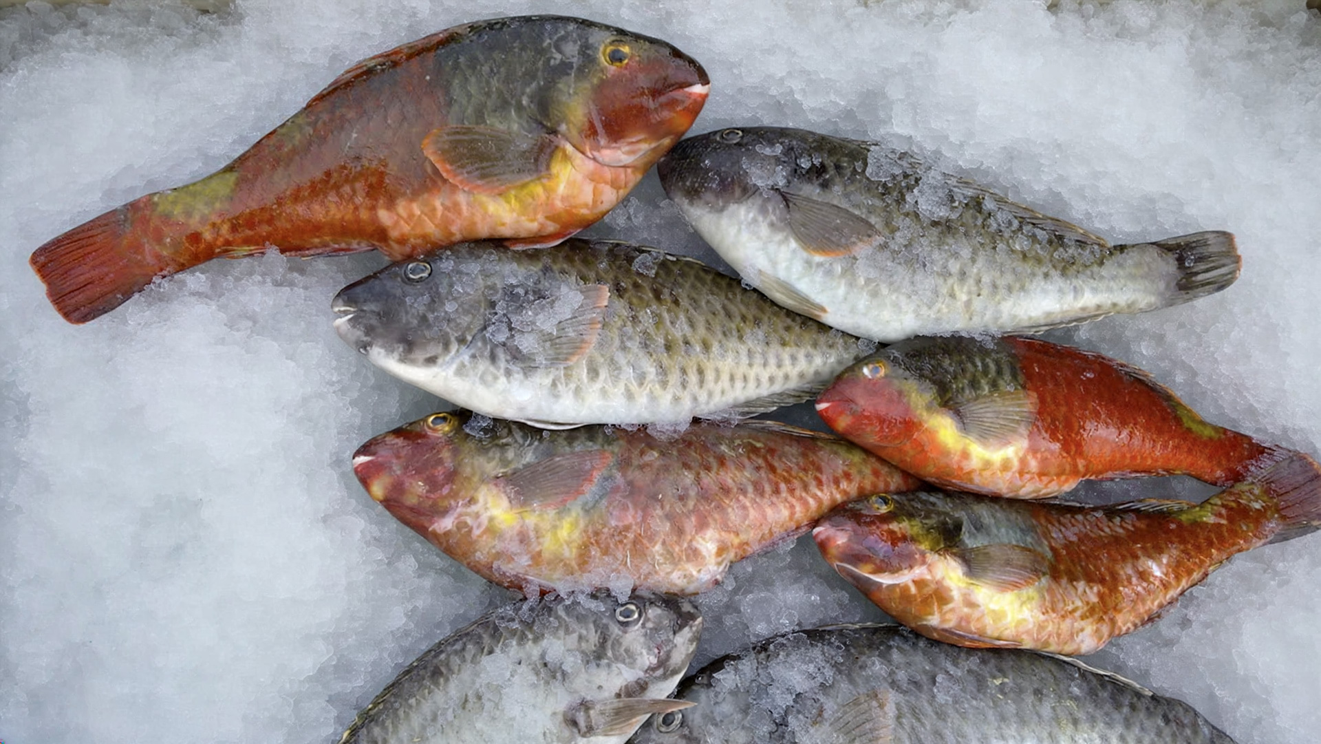Frischer Fisch auf La Graciosa