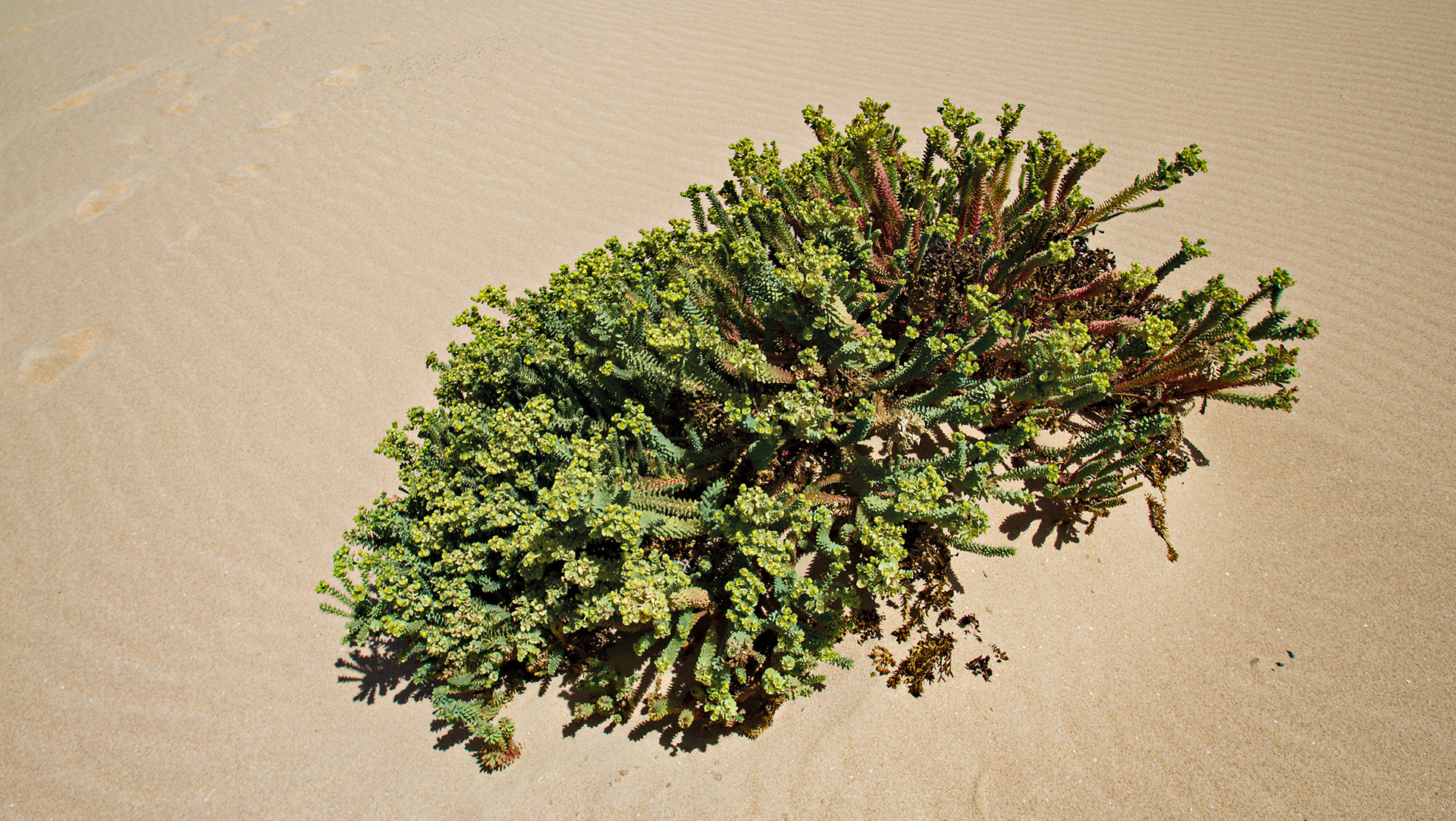 Strand-Wolfsmilch (Euphorbia paralias) 